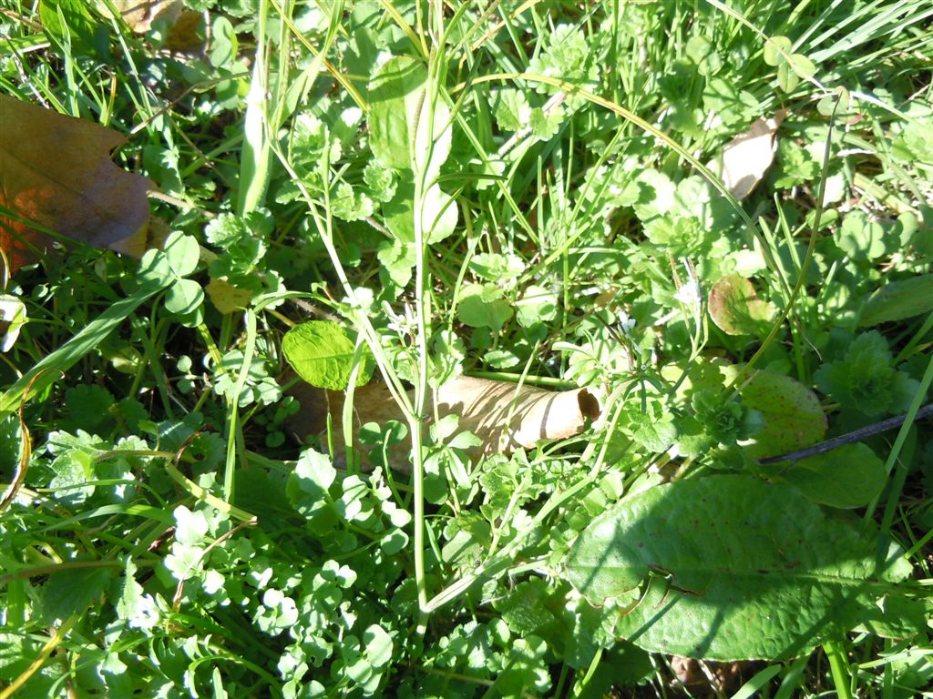 Strana piantina - Cardamine hirsuta